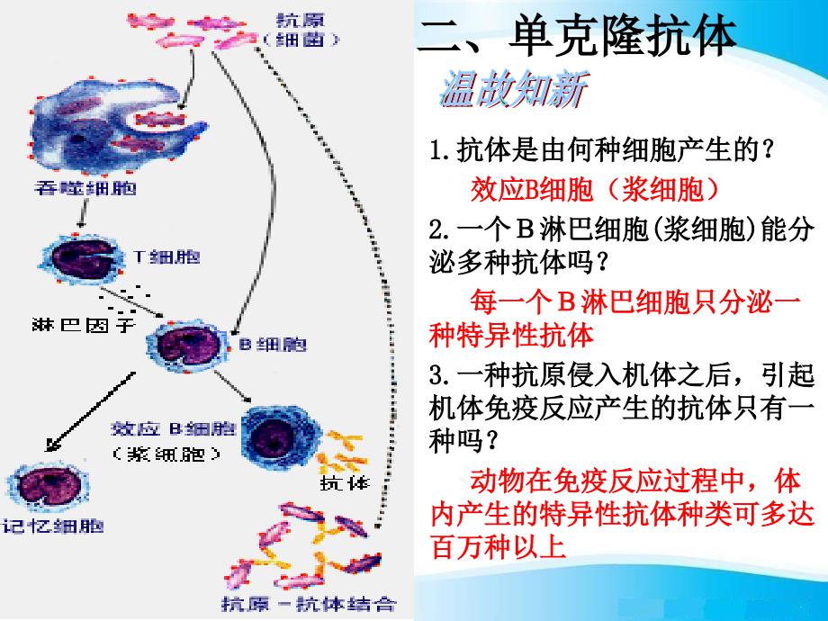 单克隆抗体公开课课件_第3页