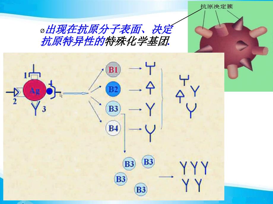 单克隆抗体公开课课件_第4页