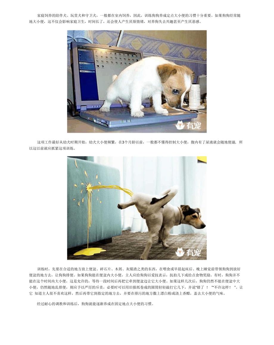 怎样训练犬定时定点大小便_第1页