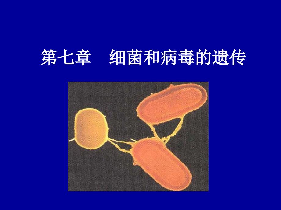 普通遗传学细菌和病毒的遗传.ppt_第1页