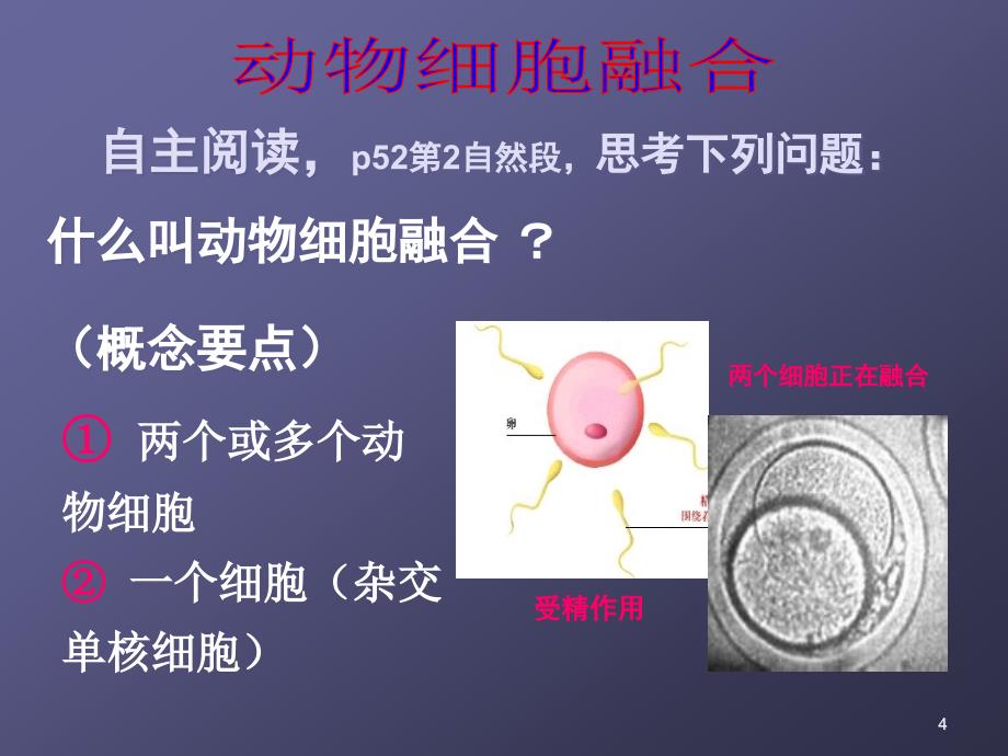 植物组织培养和动物细胞培养的比较ppt课件_第4页