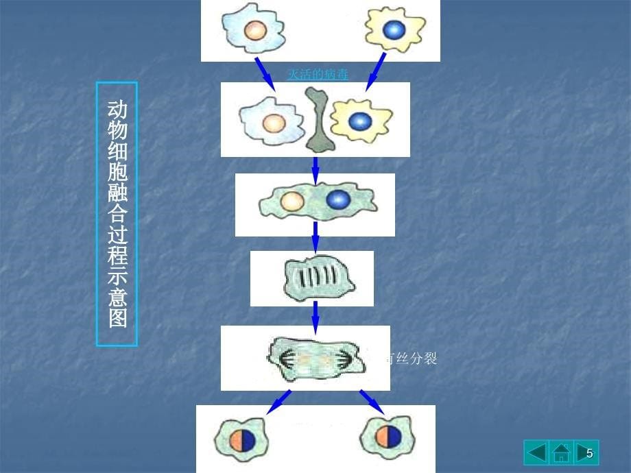 植物组织培养和动物细胞培养的比较ppt课件_第5页