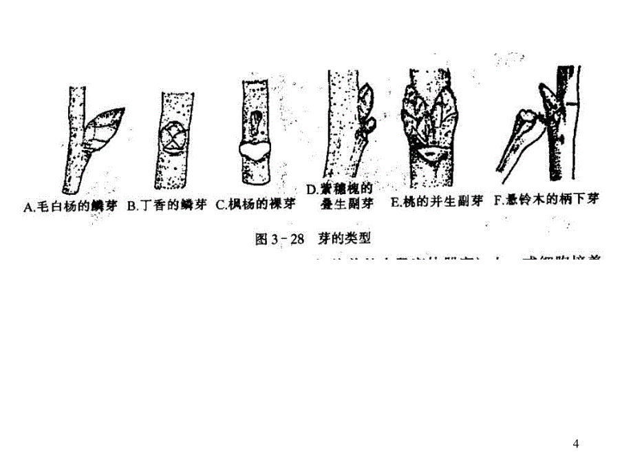 植物解剖学奥赛参考PPT_第4页