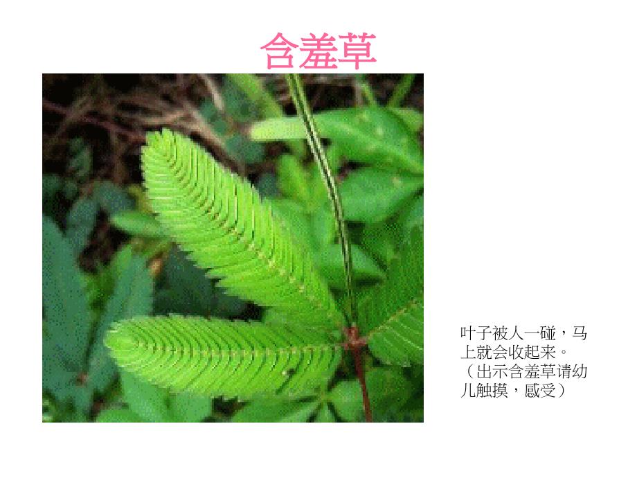 植物趣闻_大班科学_第2页