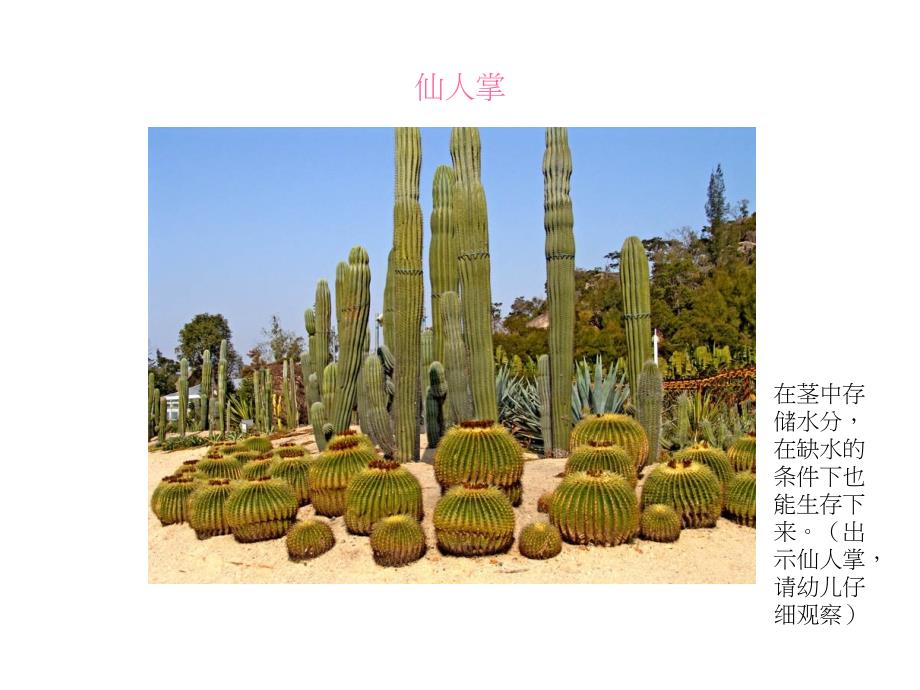 植物趣闻_大班科学_第3页