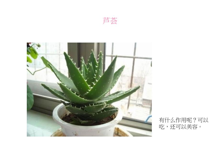 植物趣闻_大班科学_第4页