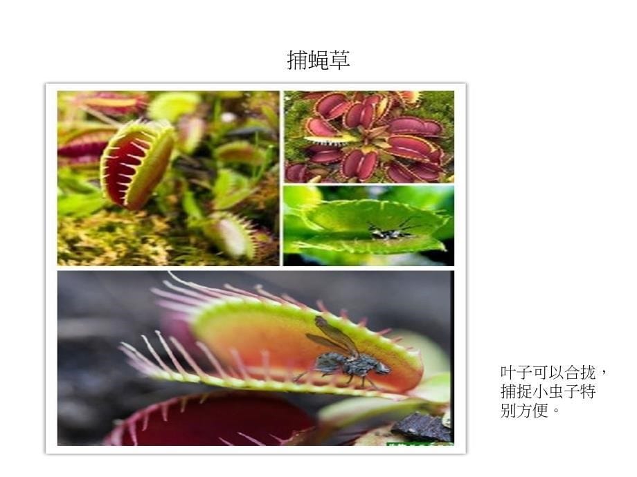 植物趣闻_大班科学_第5页