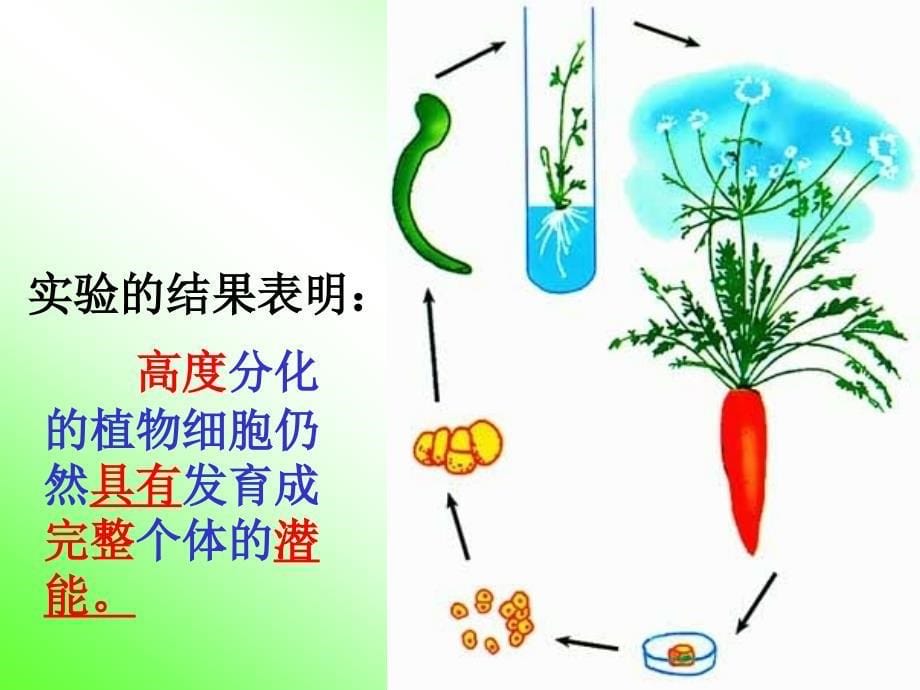 细胞的分化国兴中学张贤芳_第5页