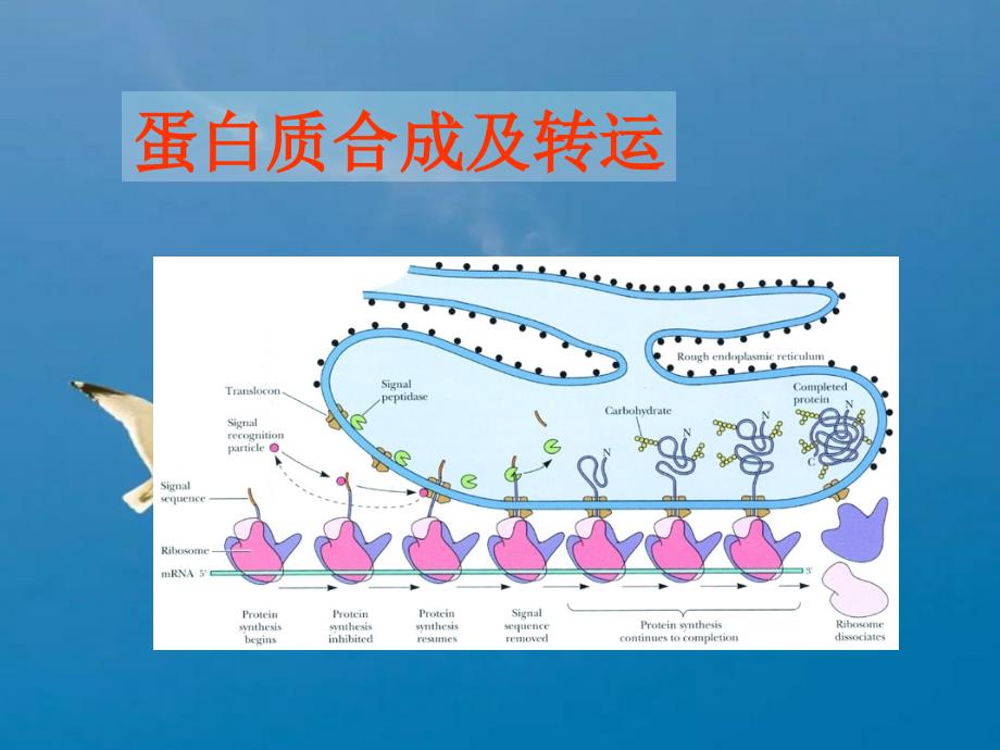 15蛋白质合成及转运ppt课件_第1页