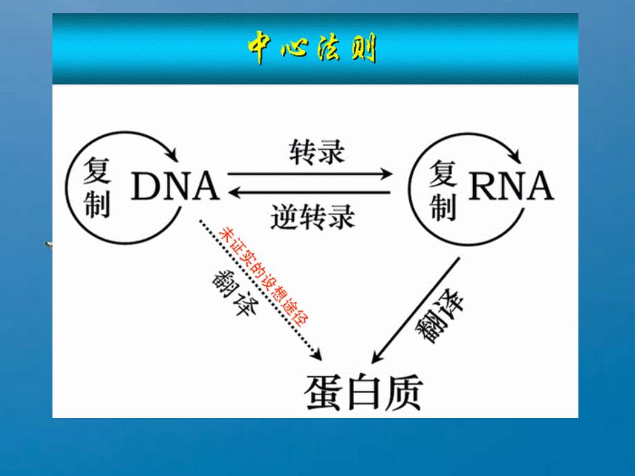 15蛋白质合成及转运ppt课件_第2页