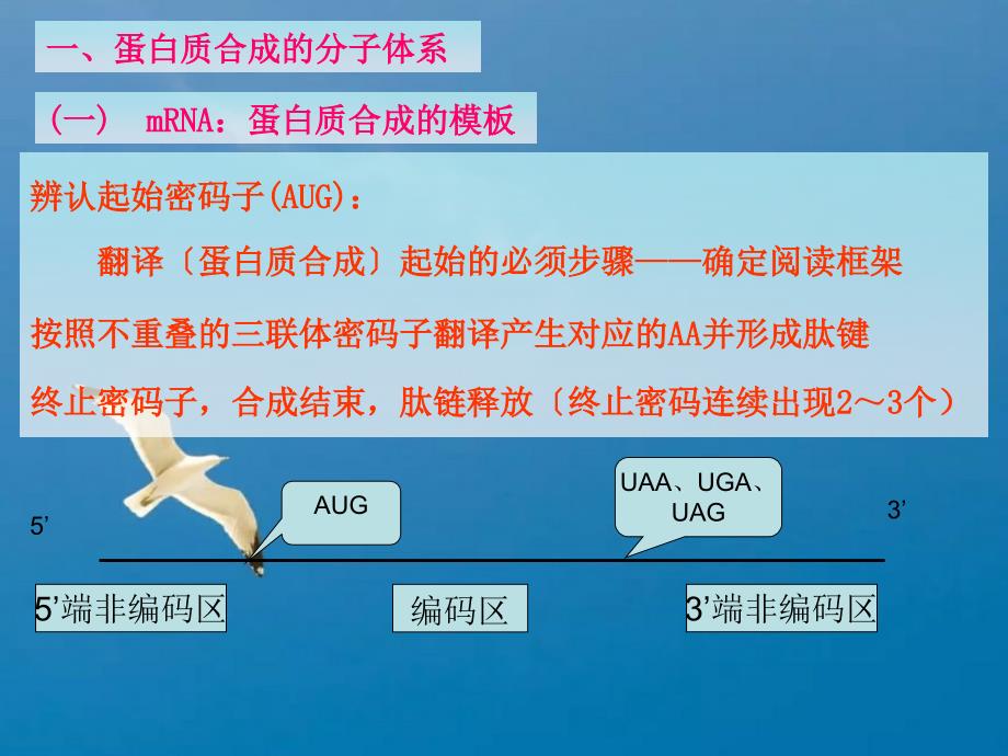 15蛋白质合成及转运ppt课件_第4页