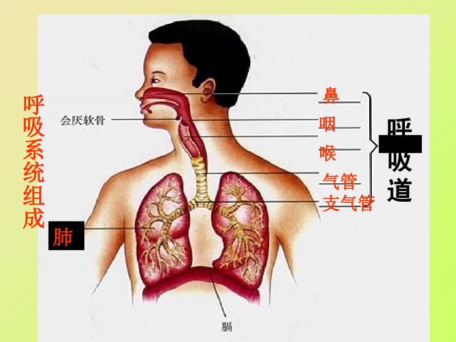 生物：第10章第3节人体和外界环境的气体交换课件（苏教版七年级下册）_第3页