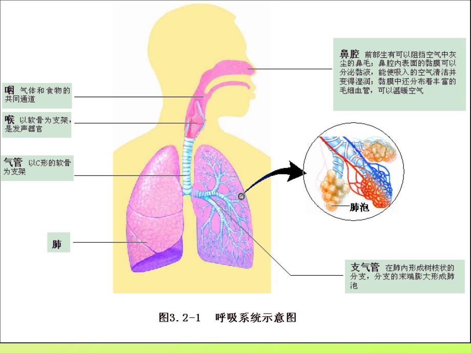 生物：第10章第3节人体和外界环境的气体交换课件（苏教版七年级下册）_第4页