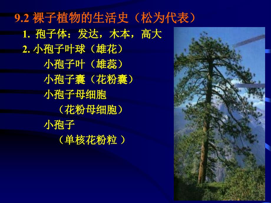 植物学课件：第9章 裸子植物(Gymnosperm)_第4页