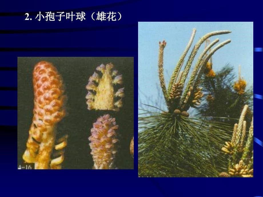 植物学课件：第9章 裸子植物(Gymnosperm)_第5页