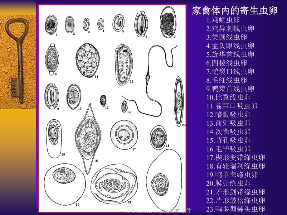 粪便检查法寄生虫检查课件_第5页