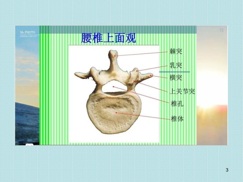 腰椎斜位片的投照方法及临床意义ppt课件_第3页