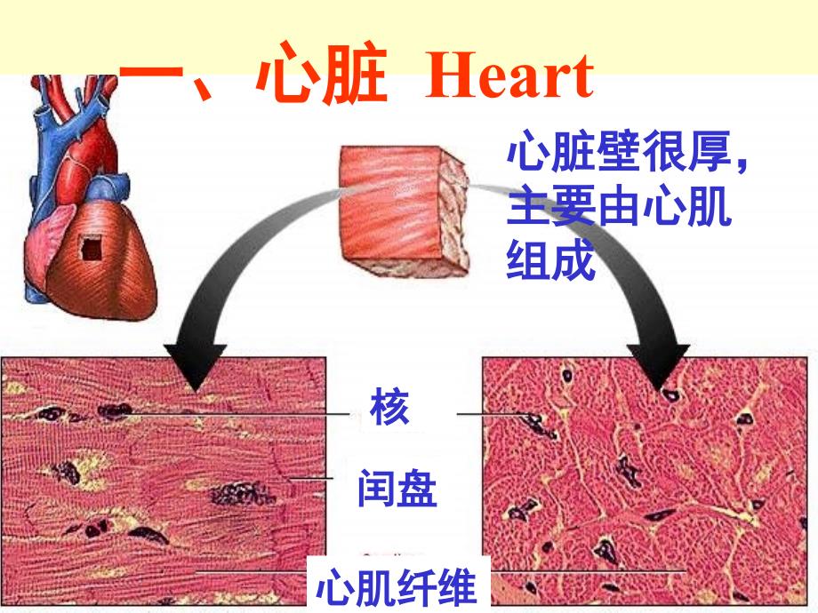 组织学与胚胎学：循环系统_第3页