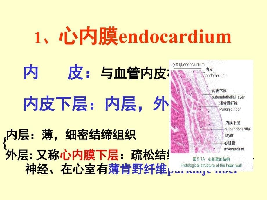 组织学与胚胎学：循环系统_第5页