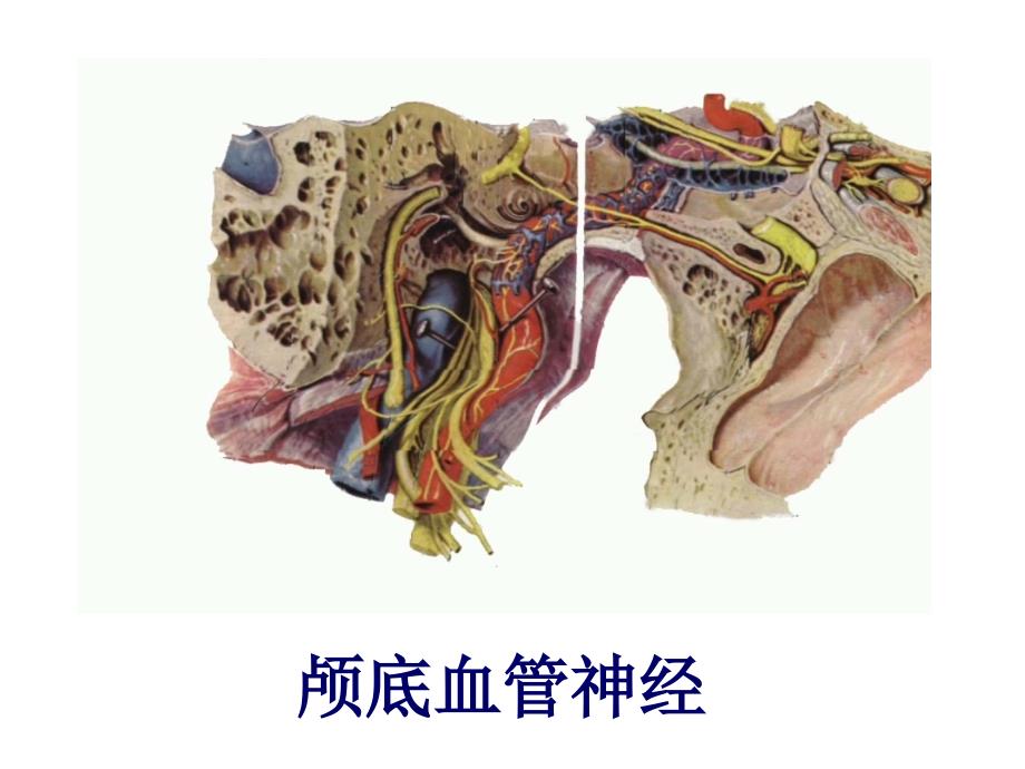 湘雅颅脑应用解剖4_第4页