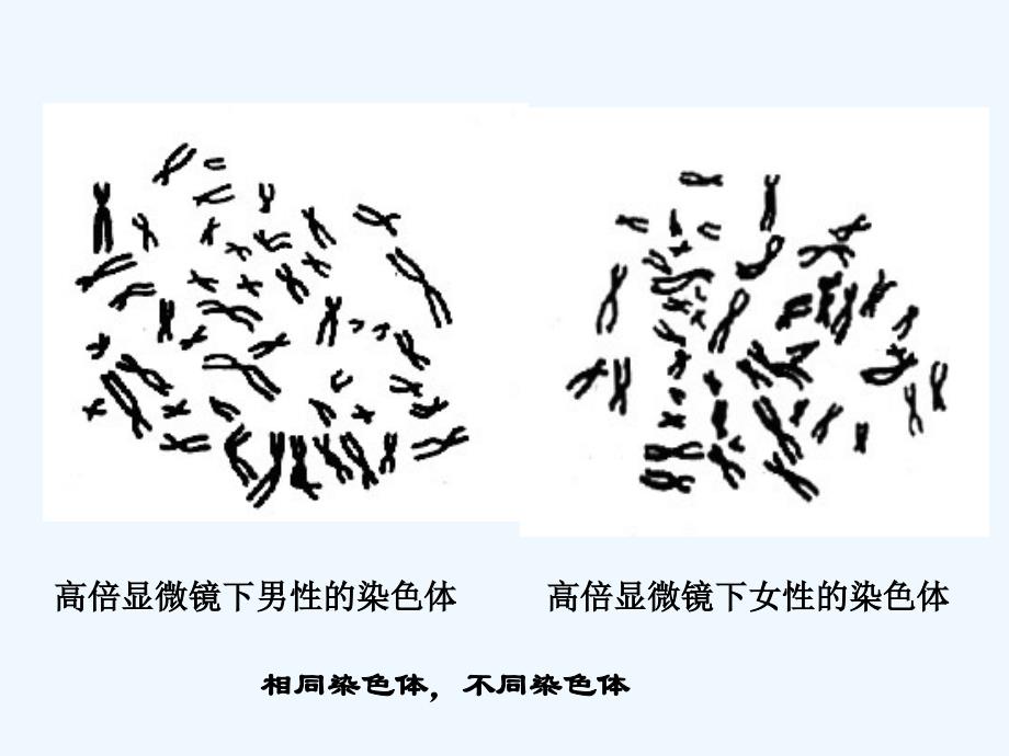 性别决定和伴性遗传_第3页