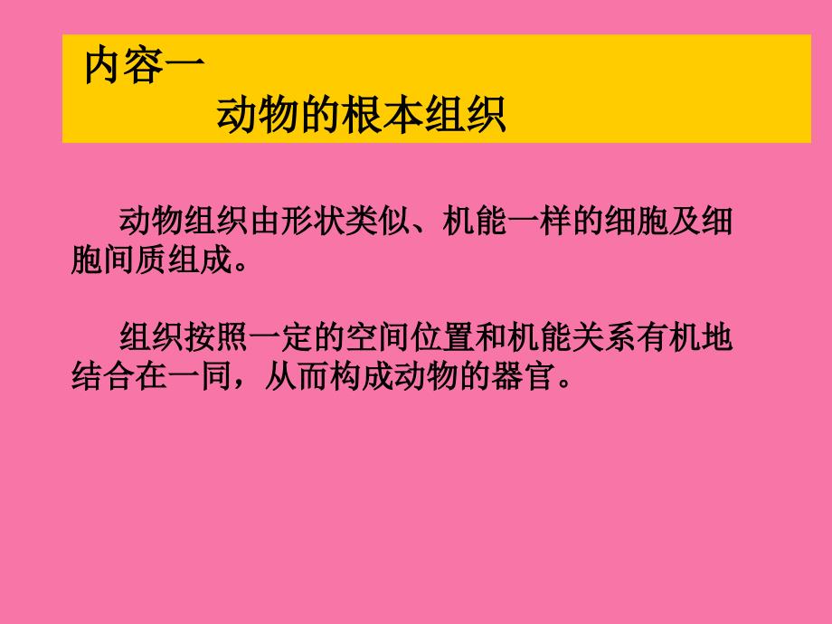 动物植物的基本组织ppt课件_第2页