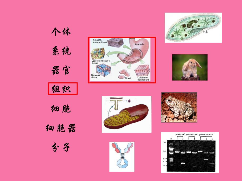 动物植物的基本组织ppt课件_第3页