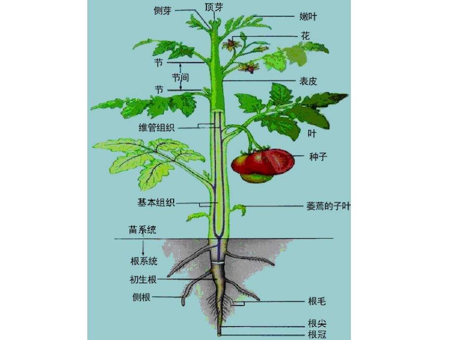 植物的结构与功能PPT课件_第2页