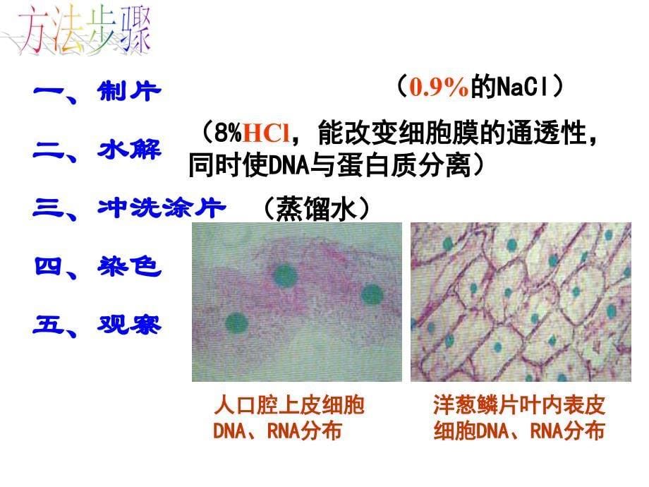 23遗传信息的携带者——核酸_第5页