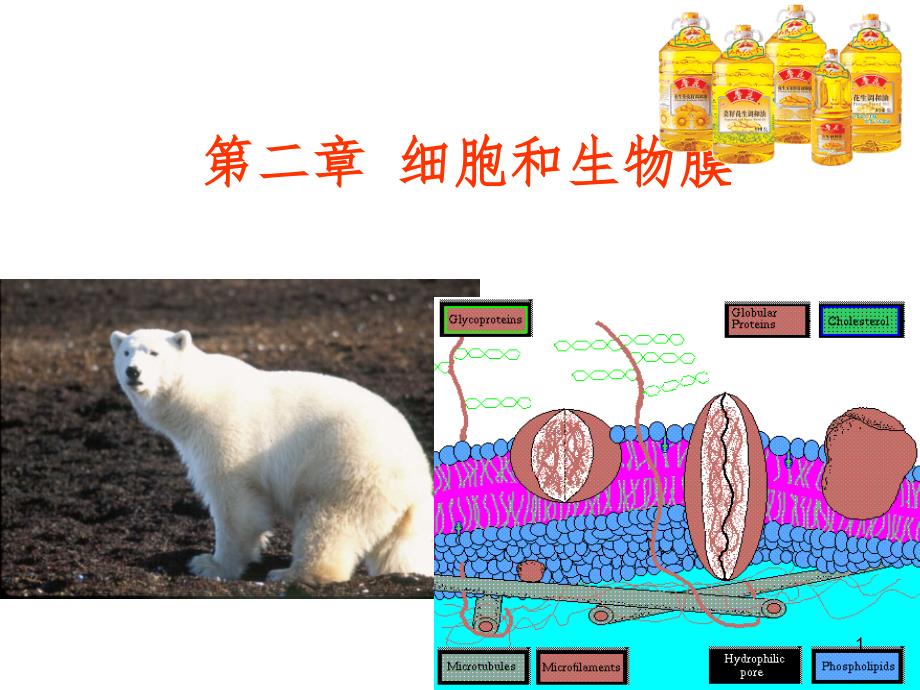 生物膜和运输PPT幻灯片_第1页