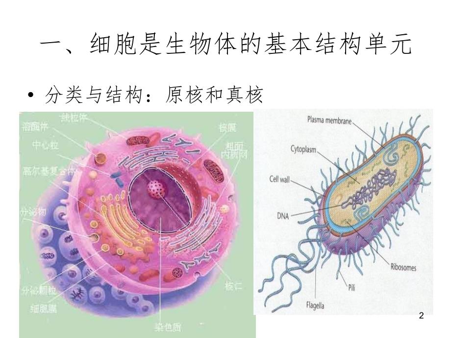 生物膜和运输PPT幻灯片_第2页