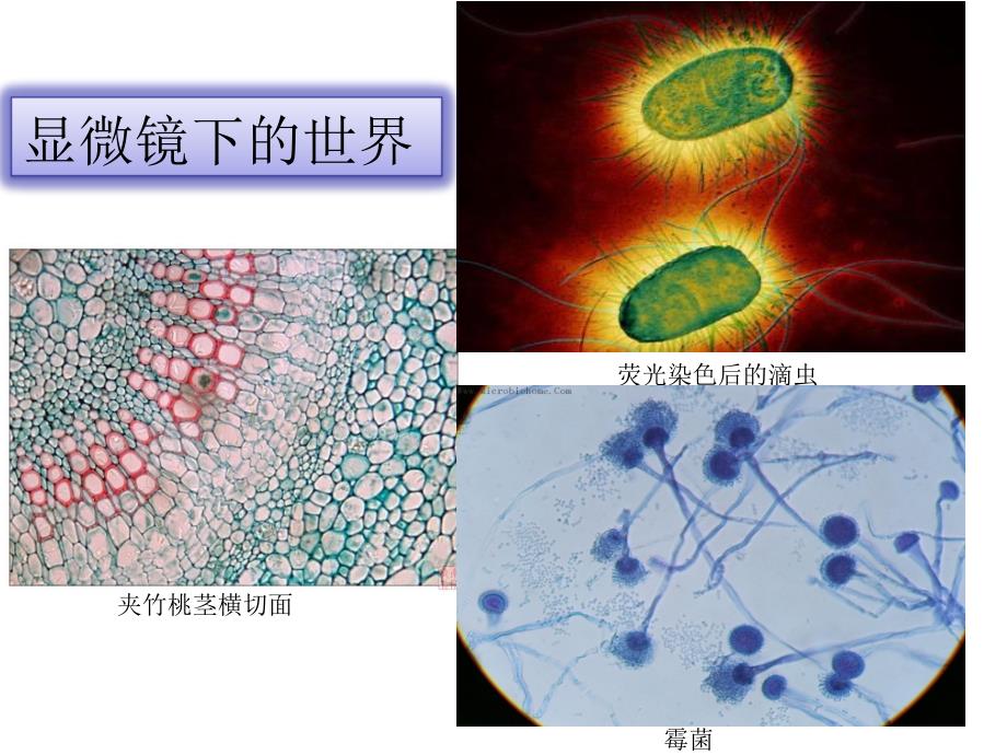 显微镜的结构和使用课件_第3页