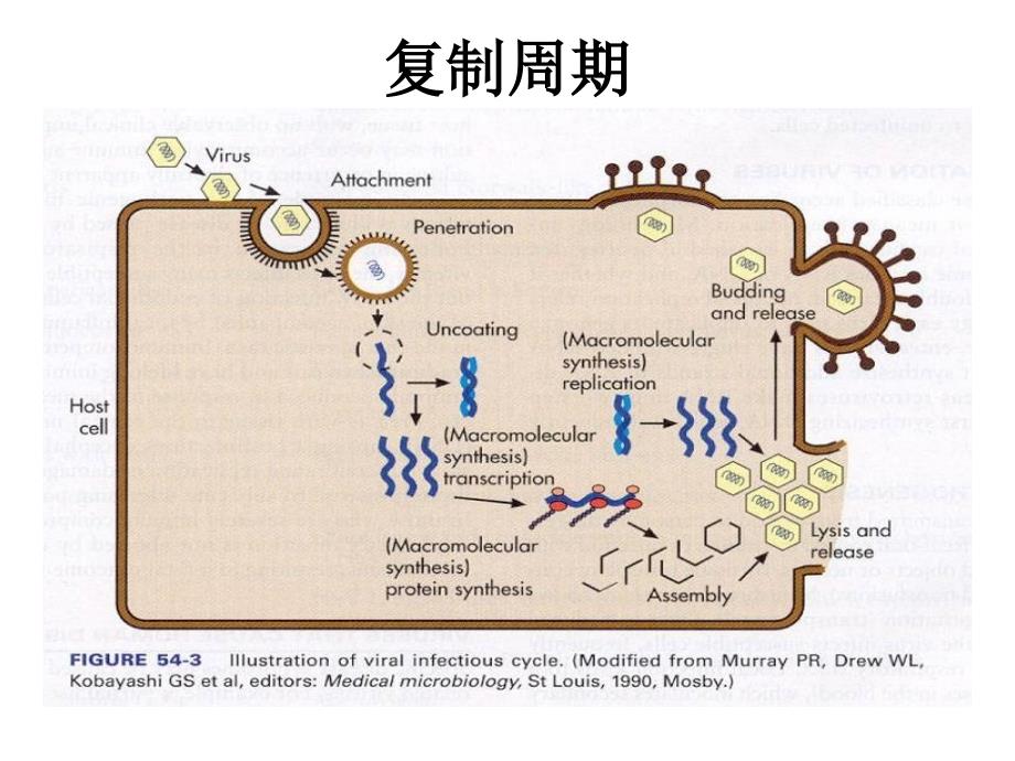 病毒复制过程_第2页