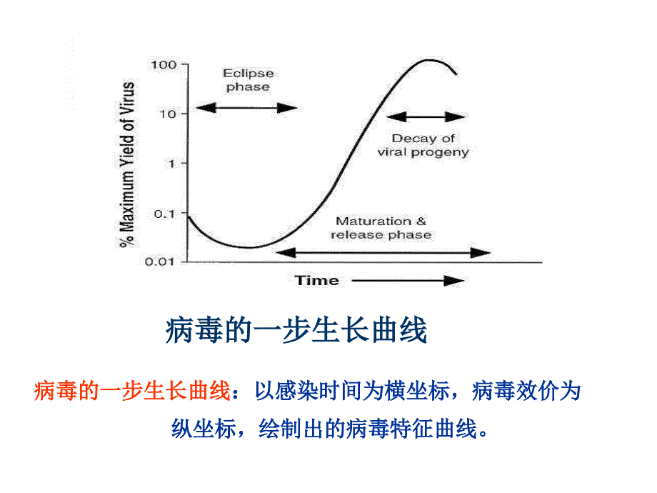 病毒复制过程_第3页