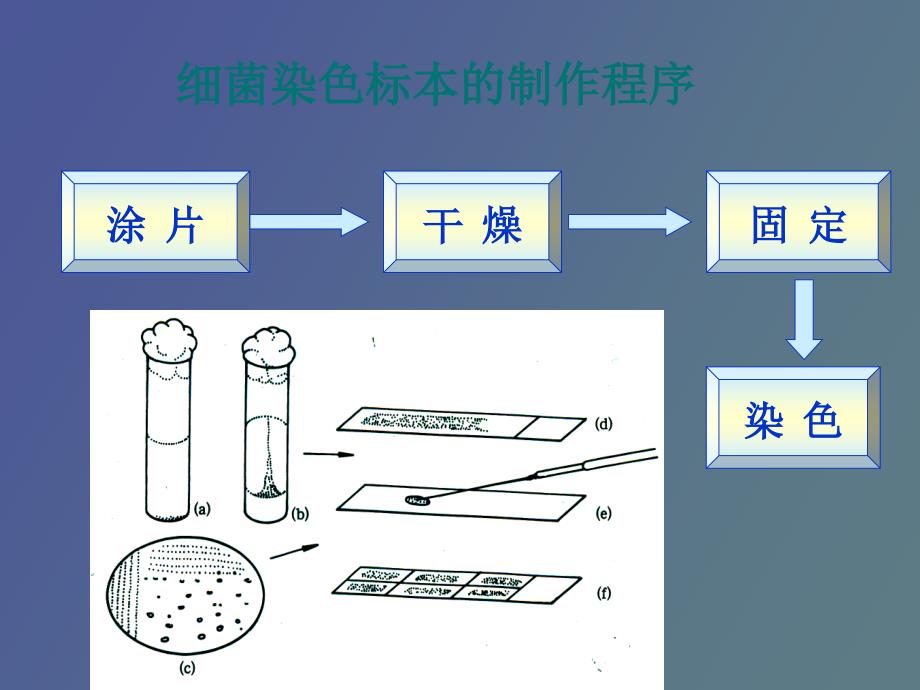 细菌基本检验技术_第4页