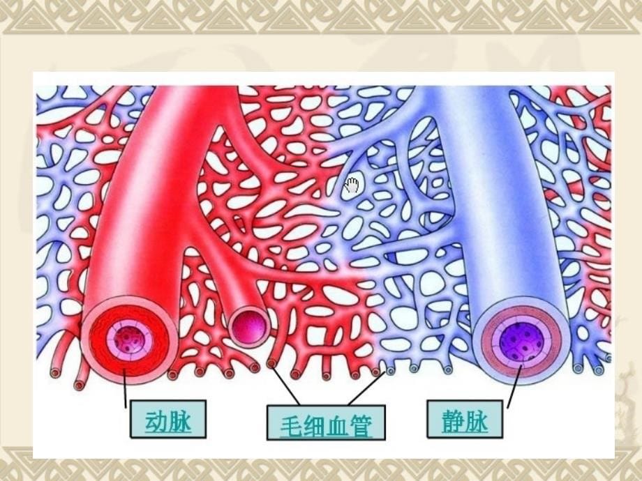 心脏和血管ppt课件_第5页