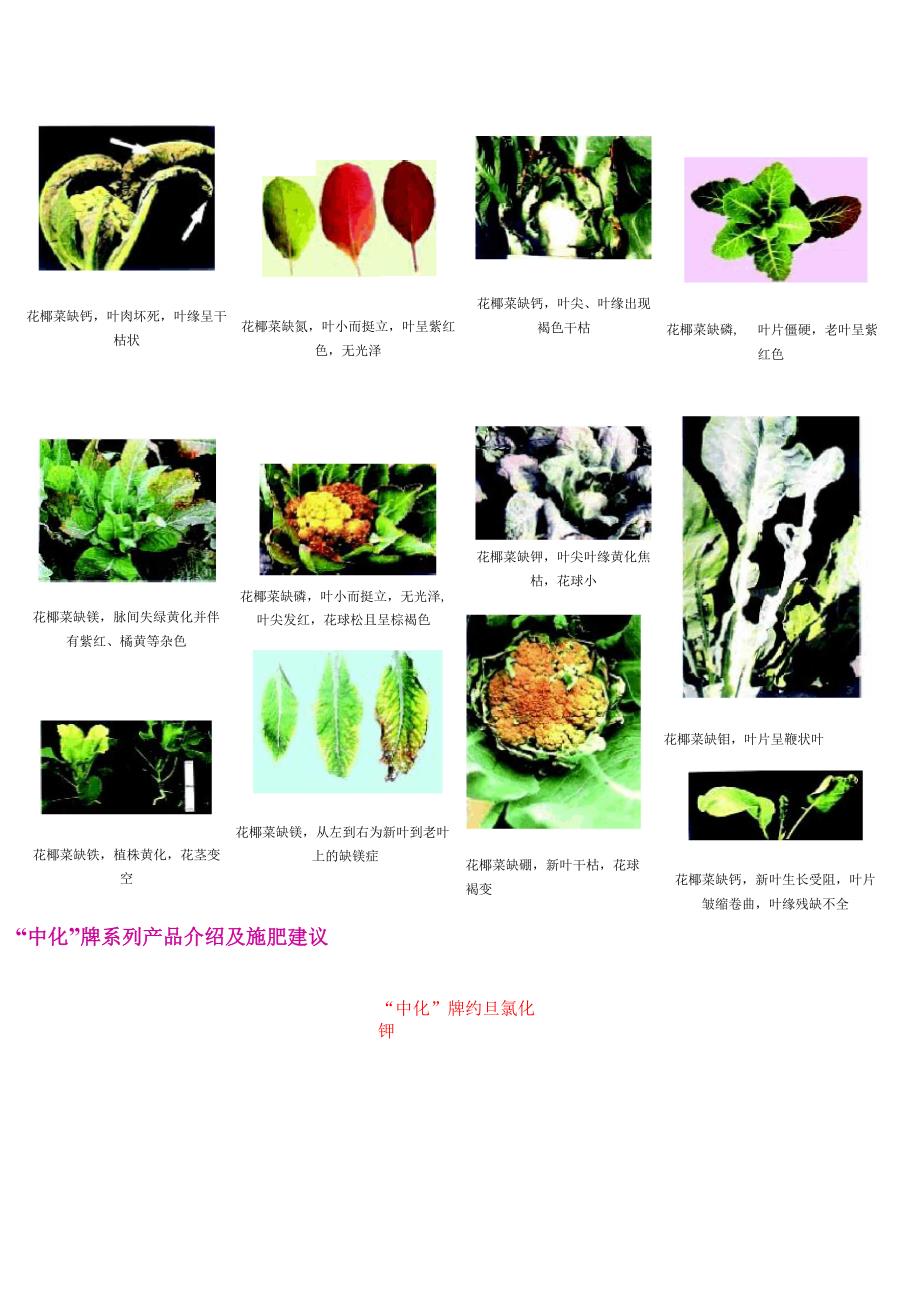 花椰菜的营养特性与施肥技术_第3页