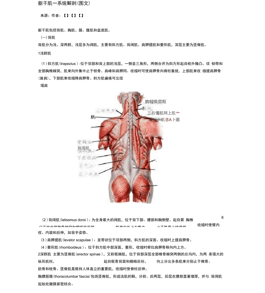 躯干肌—系统解剖_第1页