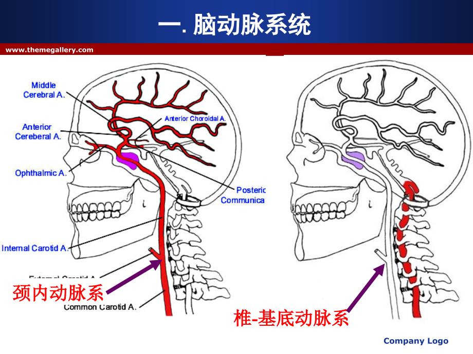 脑血管解剖及DSA阅片解读_第2页