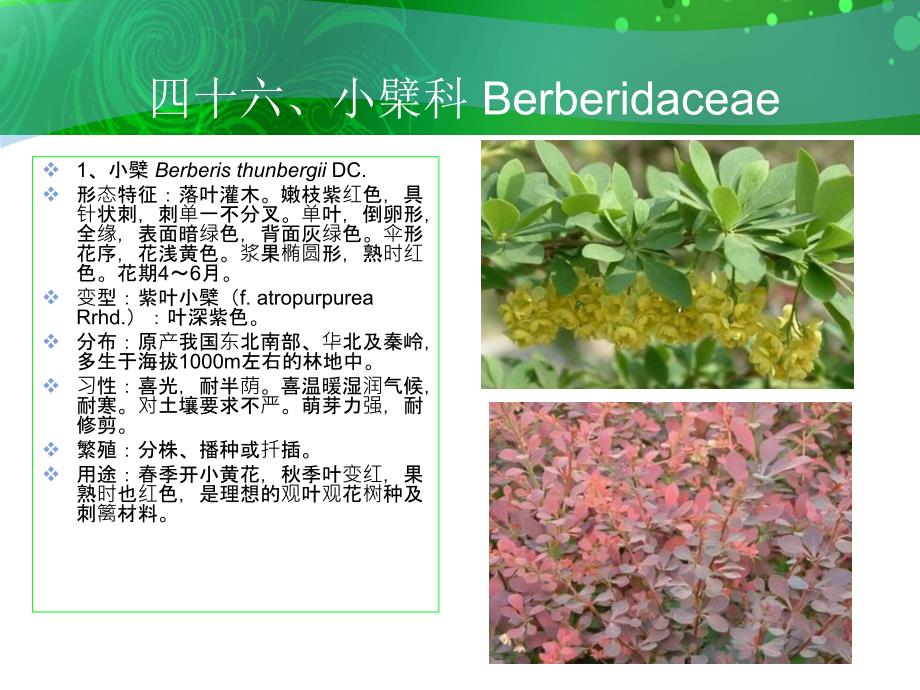 最新四十六小檗科Berberidaceaeppt课件_第2页