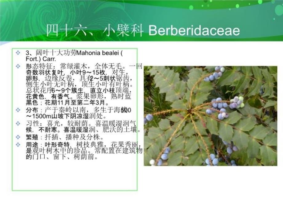 最新四十六小檗科Berberidaceaeppt课件_第4页