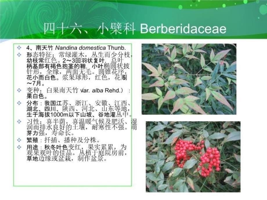 最新四十六小檗科Berberidaceaeppt课件_第5页