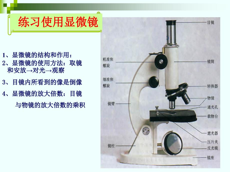 人教版七年级生物上册第二单元复习_第4页