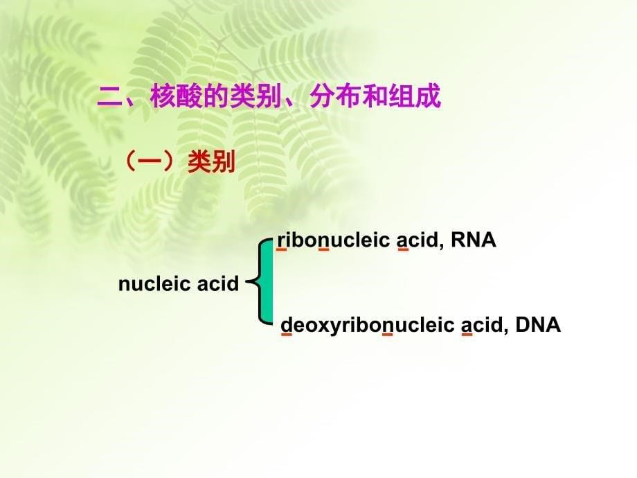 第四章核酸化学_第5页