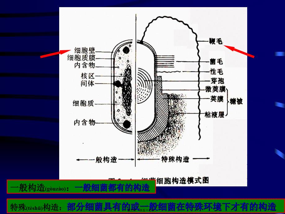 医学专题—第3节--细菌结构3052_第2页