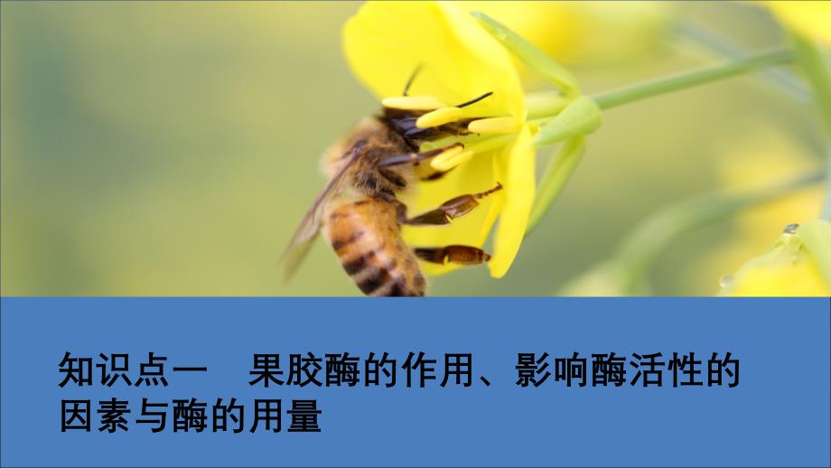 2020高中生物 专题4 酶的研究与应用 课题1 果胶酶在果汁生产中的作用课件 新人教版选修1_第2页