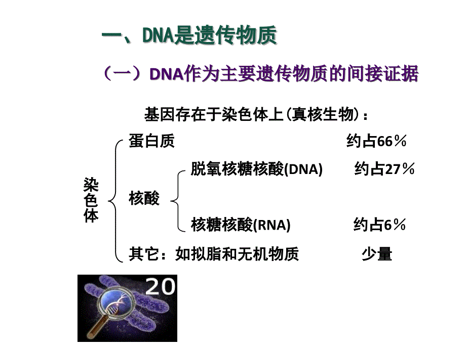 微生物遗传学2-遗传的物质基础_第2页