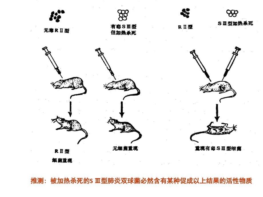 微生物遗传学2-遗传的物质基础_第5页