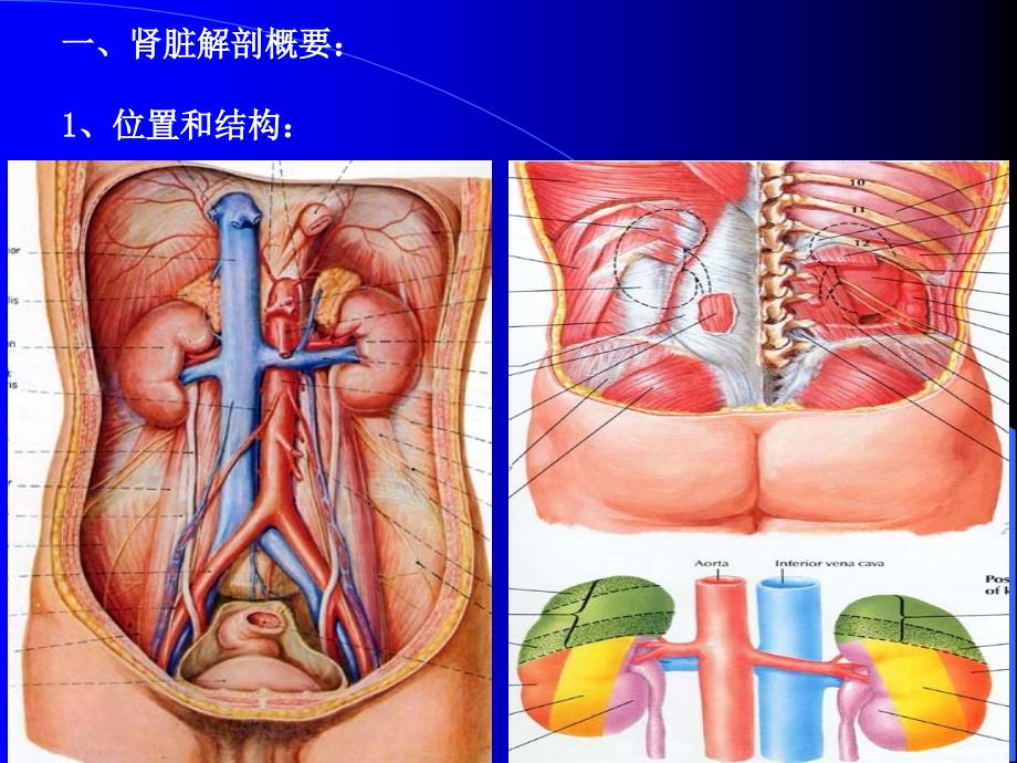 肾脏输尿管超声幻灯_第2页