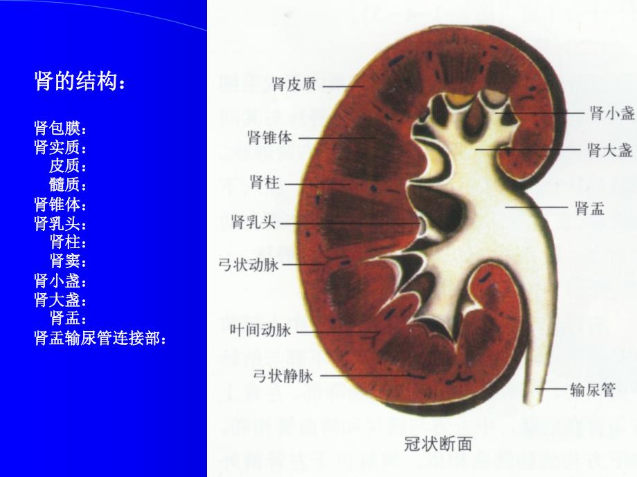 肾脏输尿管超声幻灯_第3页